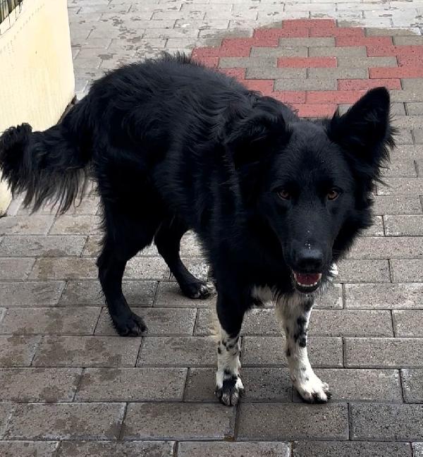 NICHOLAS BORDER COLLIE Foto 4